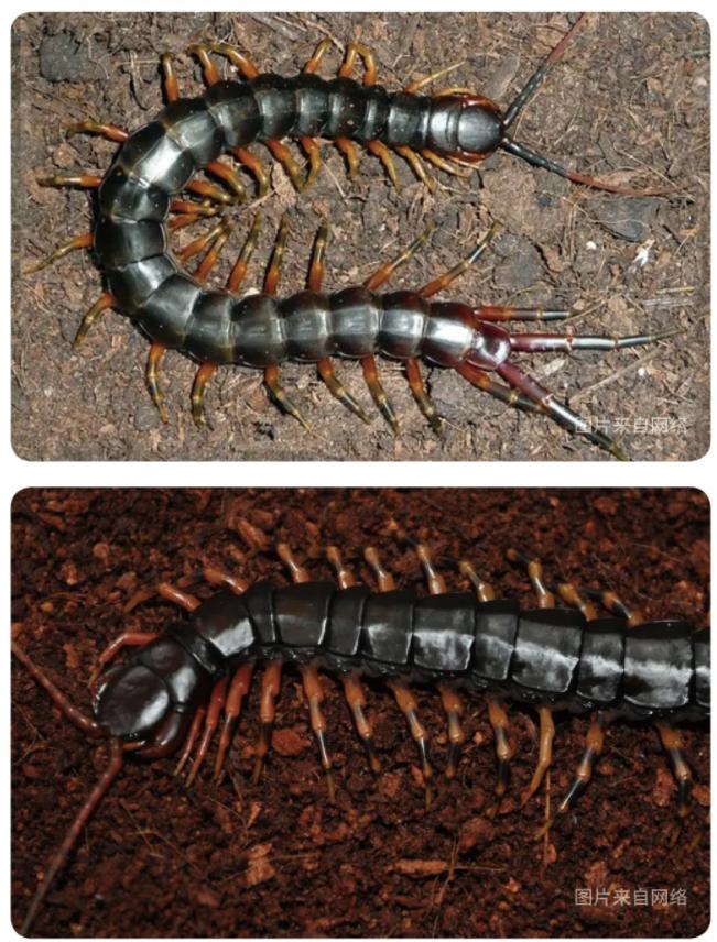 间角蜈蚣幼年,间脚蜈蚣习性