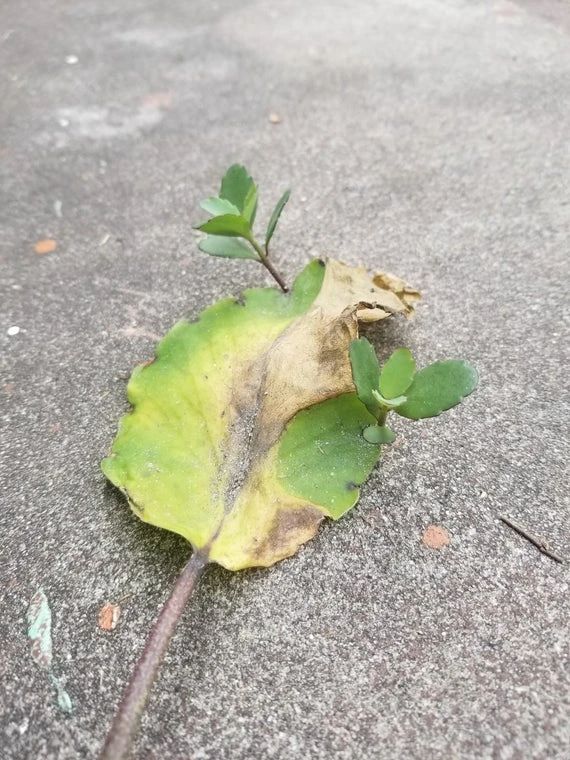 比多肉还好养的树,比多肉好看的绿植