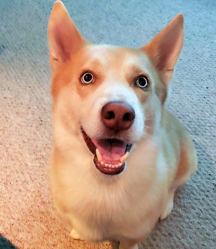 鐩樼偣鍚勪釜鐗瑰埆鐨勬潅浜や覆涓茬嫍,鍝簺瀹犵墿鐘覆涓茶捣鏉ユ洿濂界湅