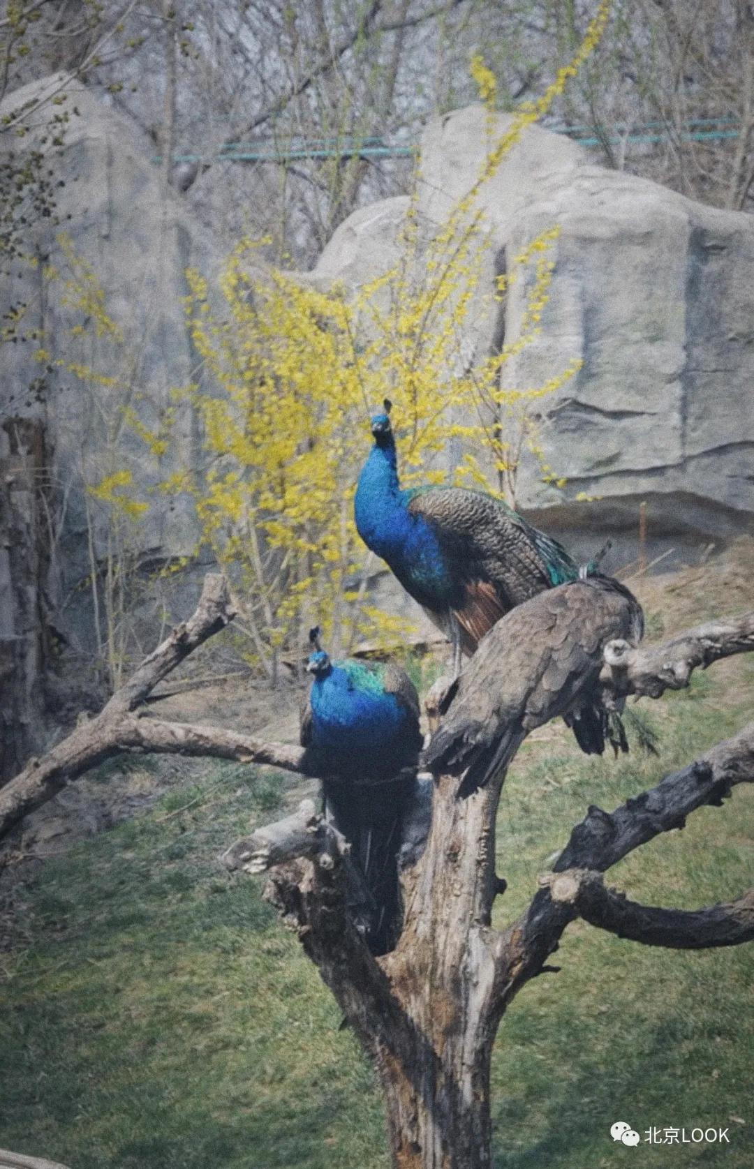 北京动物资源分布图,北京野生动物种类大全图片