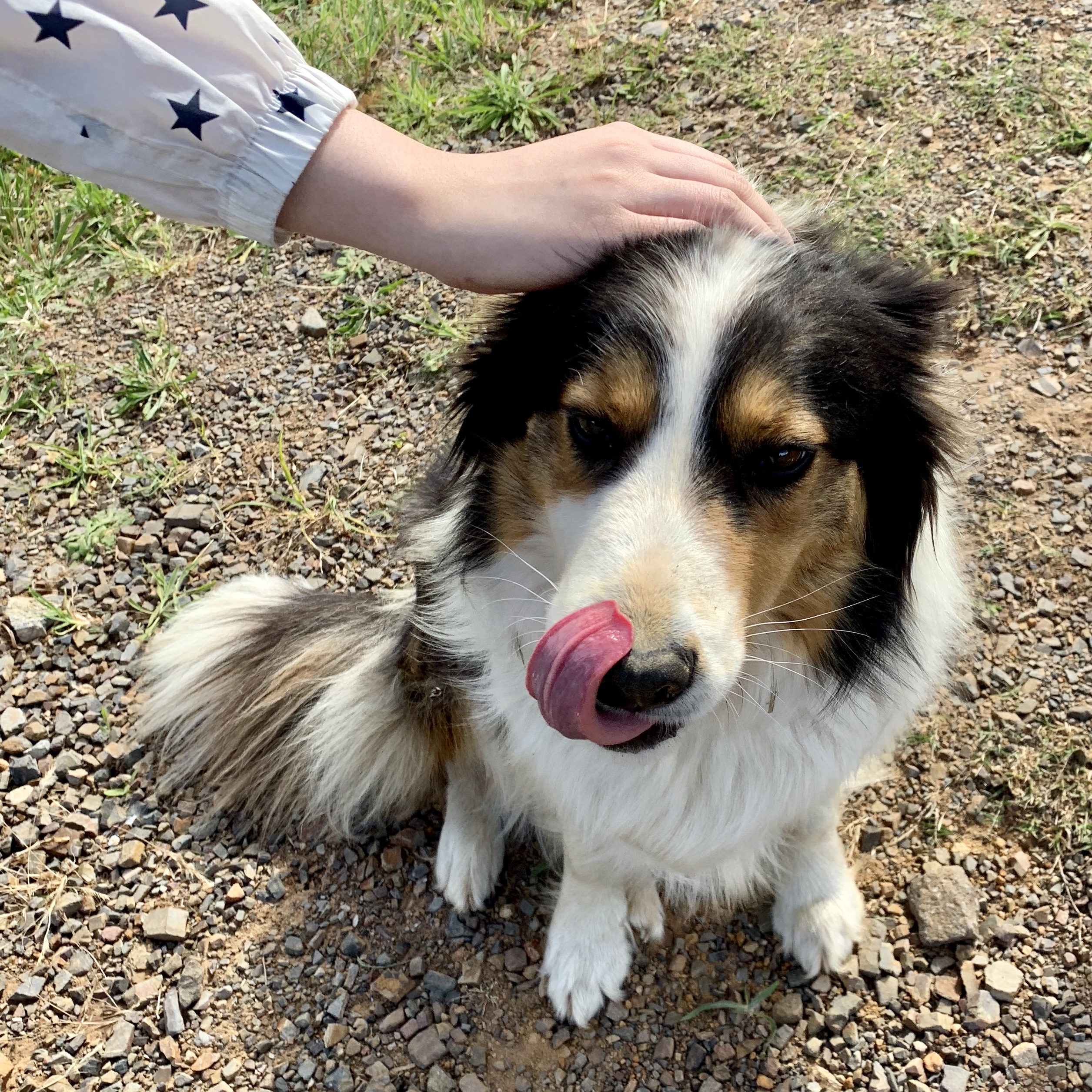 澳洲樱桃采摘,在澳洲采樱桃视频