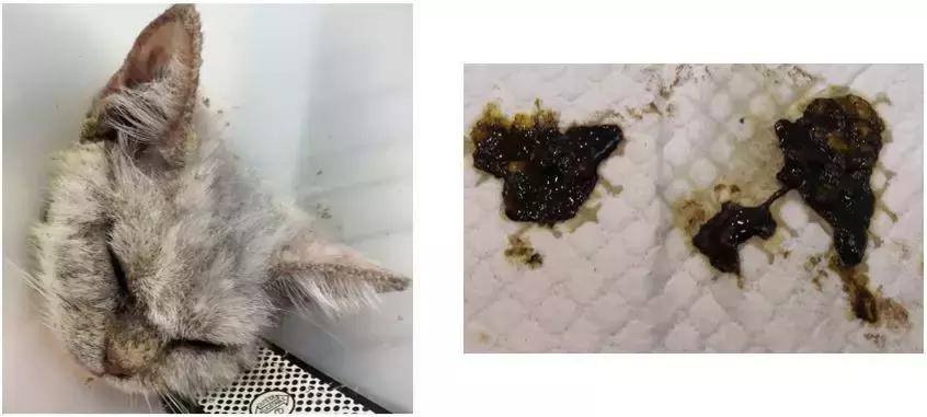 福懋动物医院:猫咪皮肤病不难治,看了这篇你就懂了