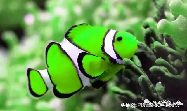 宠物鱼推荐小型的鱼,哪种宠物鱼最可爱