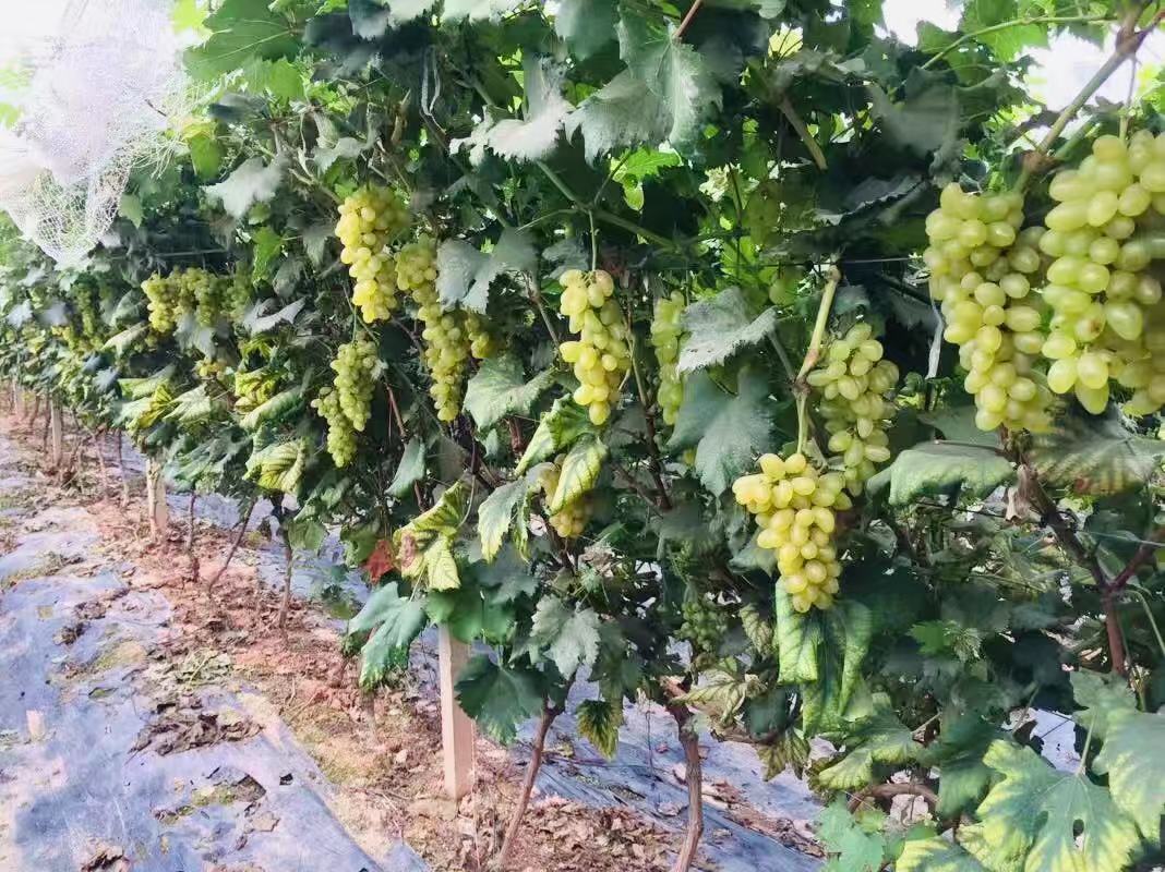 深圳石岩农场生态园攻略,深圳市石岩大树生态农场位置