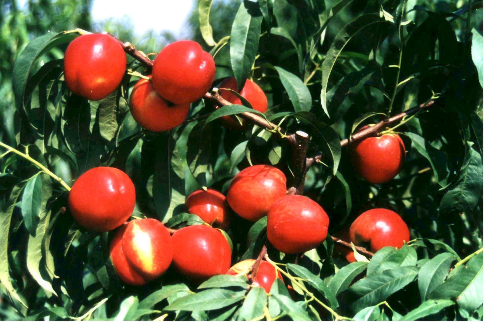 ‘中油4号’为什么能成为经典品种?以后就照着选品种准没错