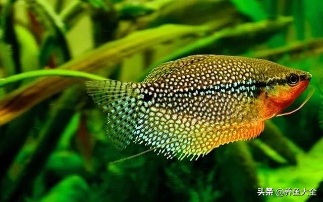 鱼缸观赏鱼哪个最好养,最好养的十种观赏鱼