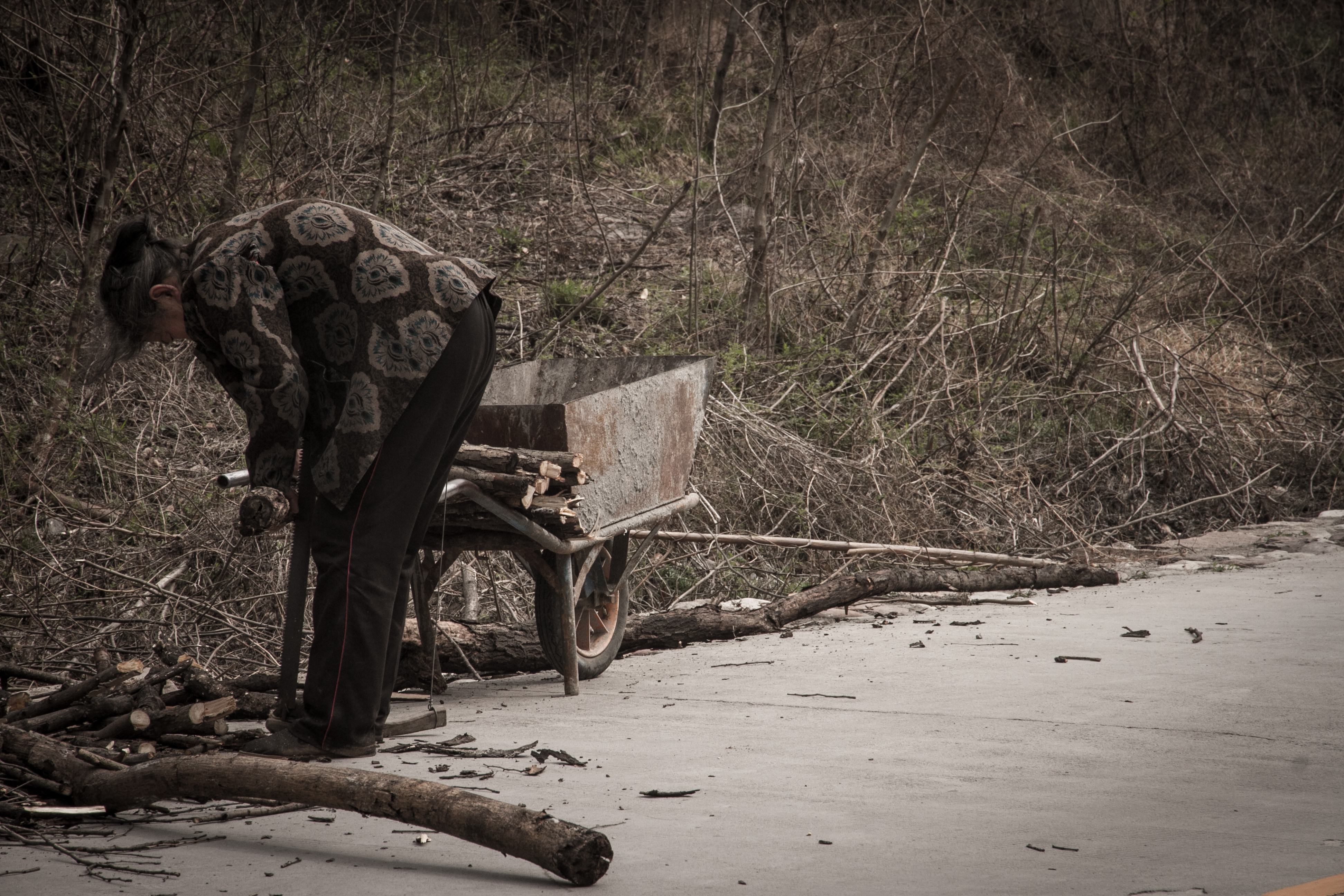 大量收购杂木树枝树根拿来干什么,收购废旧木头树枝