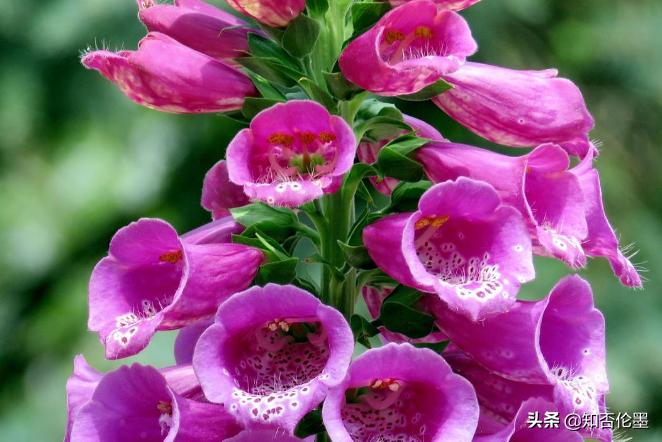适合四川山区种植的中药材品种,选择适合本地种植的中药材品种
