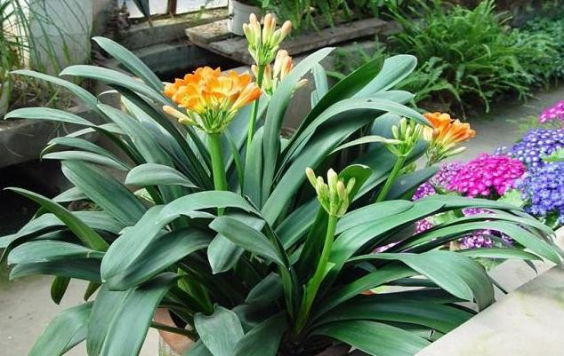 君子兰小夹子,君子兰长歪用的黑纸片