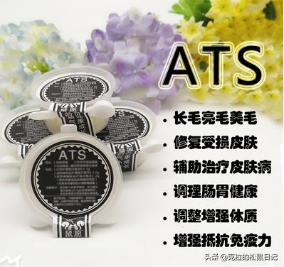 松鼠换夏毛需要注意什么,松鼠换毛是怎么换的