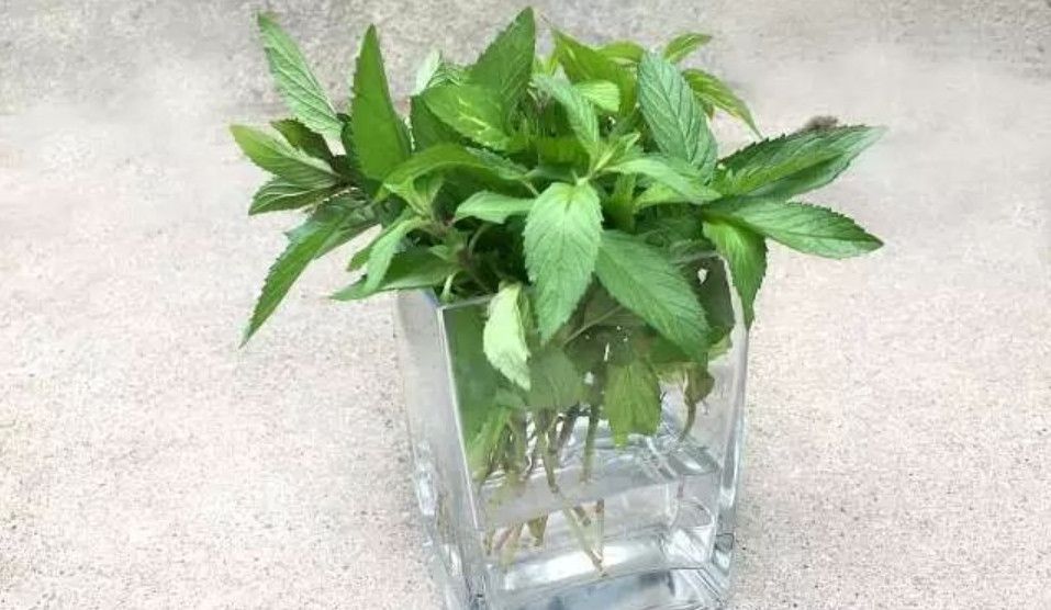 薄荷摘下来种到土里蔫了还能活吗,薄荷根茎可以剪下整个埋在土里吗