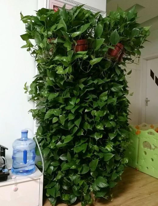 绿萝怎么养才能使它绿油油的,绿萝怎么养才能更旺盛叶子更翠绿