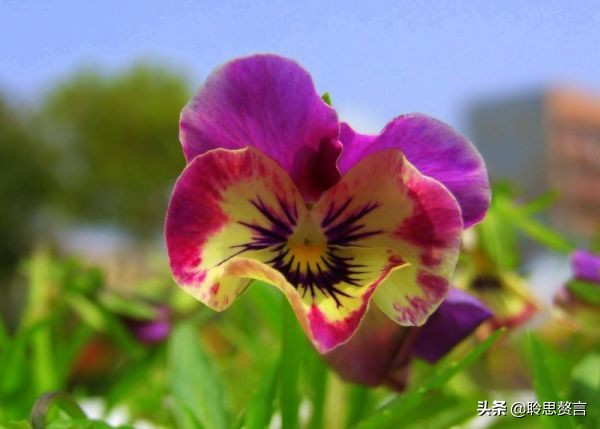 蝴蝶花的诗句大全,蝴蝶花诗句经典名句