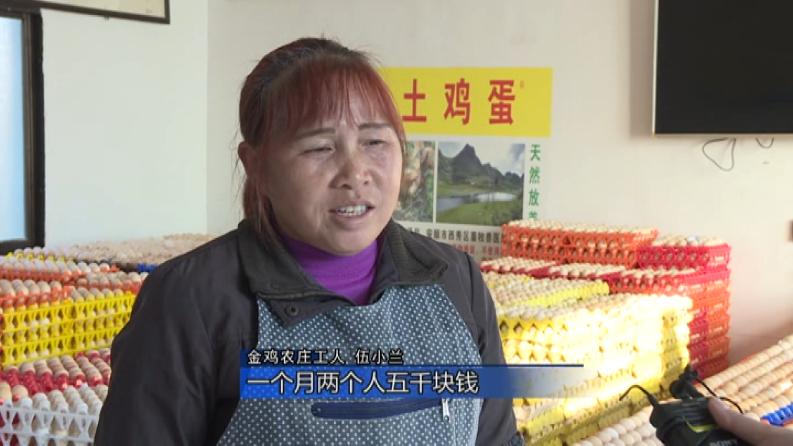 林下养鸡啄开致富路,林下养鸡致富带动贫困户