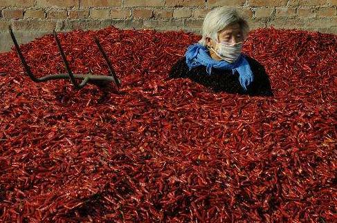 辣椒的奇迹！辣椒根腐病用这个杀菌组合，亩产上万斤一茬接一茬