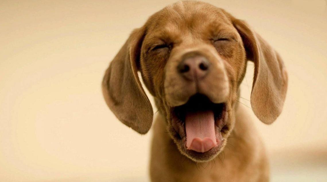 狗狗喜欢吃墙灰怎么回事,你家狗狗总喜欢咬你的手指