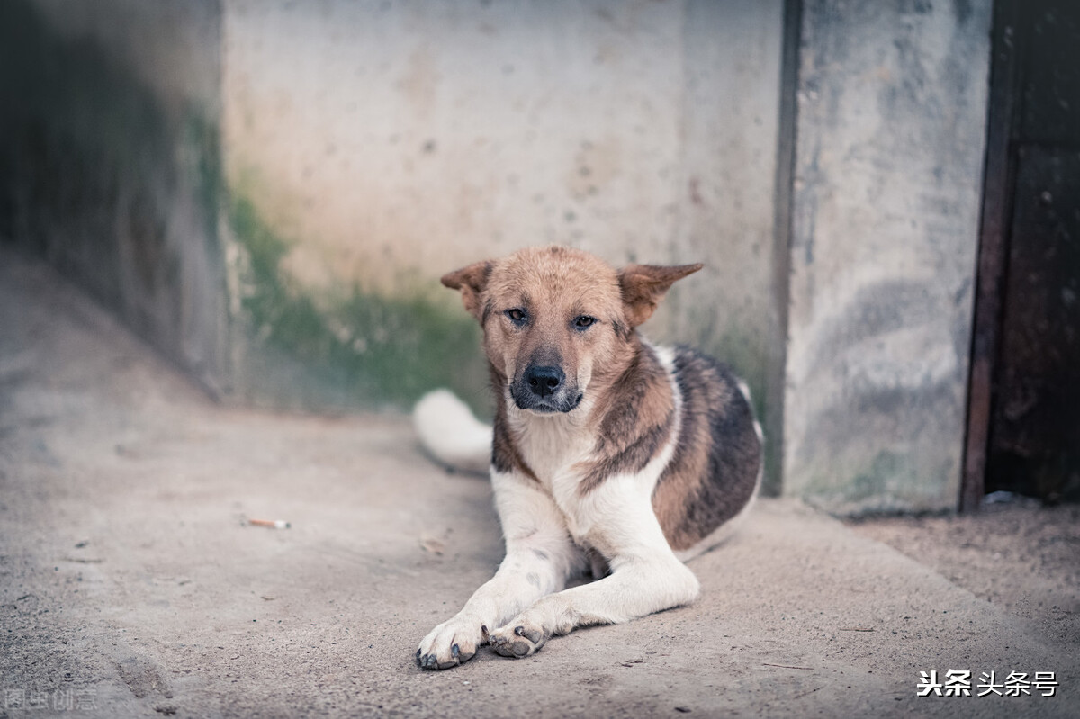 我为什么不吃猪肉,我为什么不吃牛肉