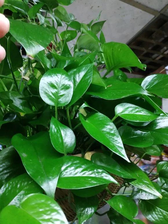 绿萝最爱的4种东西,四种让绿萝疯长的东西