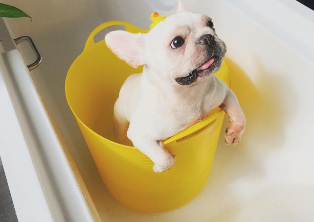 两个月的法斗怎么解决体臭,法斗体臭最好的解决方法