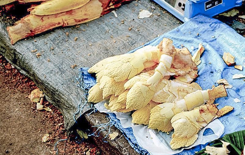 长在树上无人识，古人称它“木鱼”，营养价值高，极为珍贵