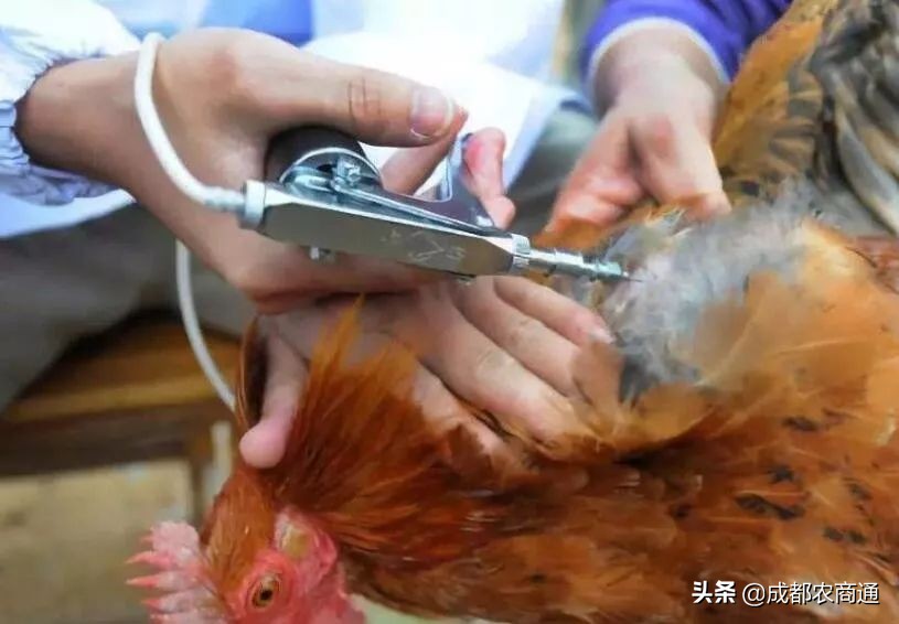 一只鸡一年能挣多少钱,一只鸡一年下蛋能赚多少钱