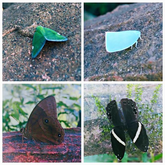 半个重庆人的感受,重庆游玩四面山到哪里玩