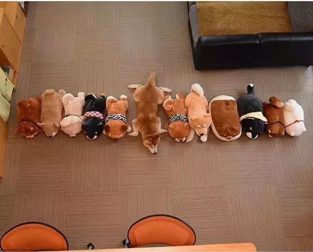 日本博主给两只柴犬买了几十只玩偶，变成大型实物版“连连看”…
