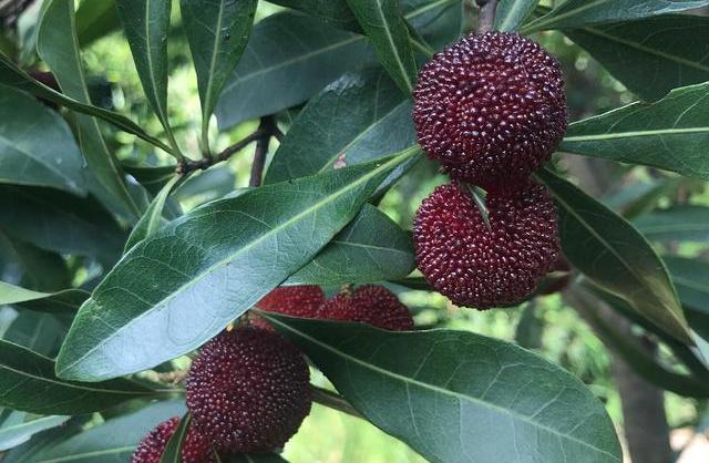 种植水果杨梅教程,杨梅古法控旺技术