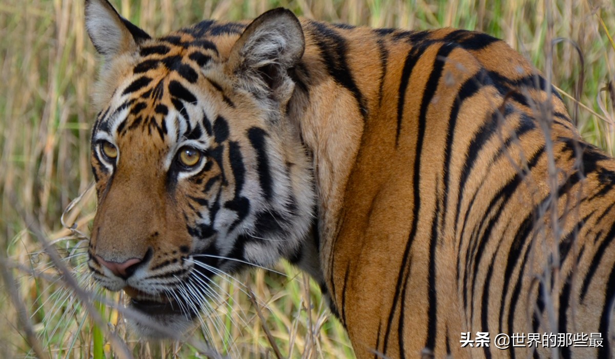 老虎先天优势比狼强,老虎单挑太弱怎么办