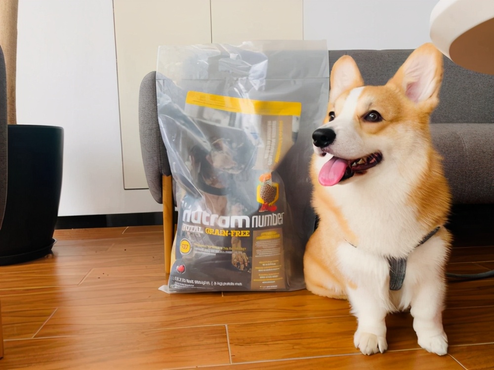 纽顿哪款适合柯基,纽顿什么系列柯基可以吃