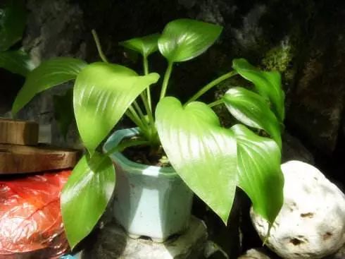 花卉绿植要怎么养护才长得好,养花技巧家庭养护绿植的小方法