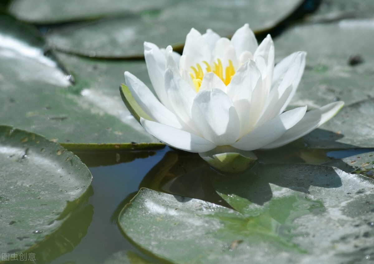 每个十一月生日对应的生日花,365天每天代表生日的花有哪些