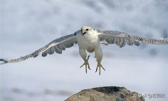 阿拉伯土豪宠物鸟,中东土豪的宠物