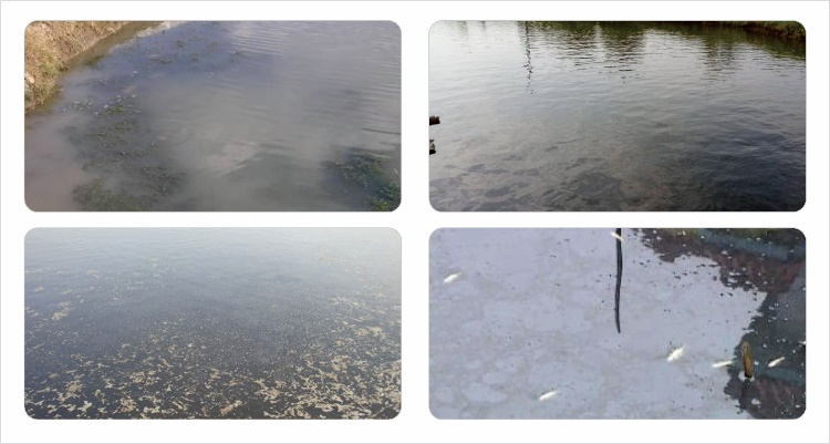 对虾池塘黑褐色泡沫聚集原因,池塘水全部呈黑褐色什么原因