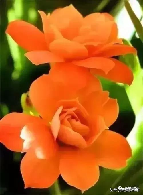 正月初九寓意的吉祥话,正月初九美好的祝福送给有缘的人