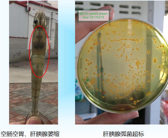 工厂化养殖对虾偷死原因,对虾养殖失败经历