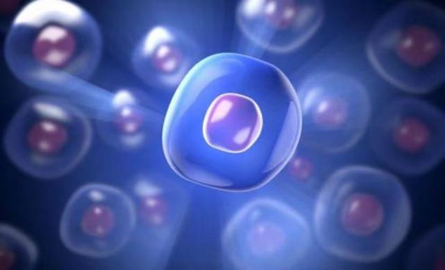 在未来，再生医学能够对我们身体“零件”进行直接的更换？