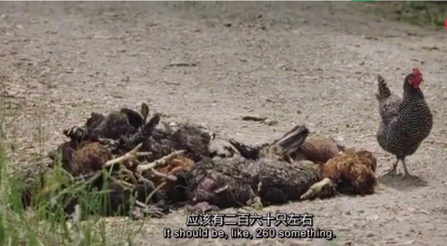 十年前，一对美国夫妻为了流浪狗买下1200亩的荒地，现在年入千万