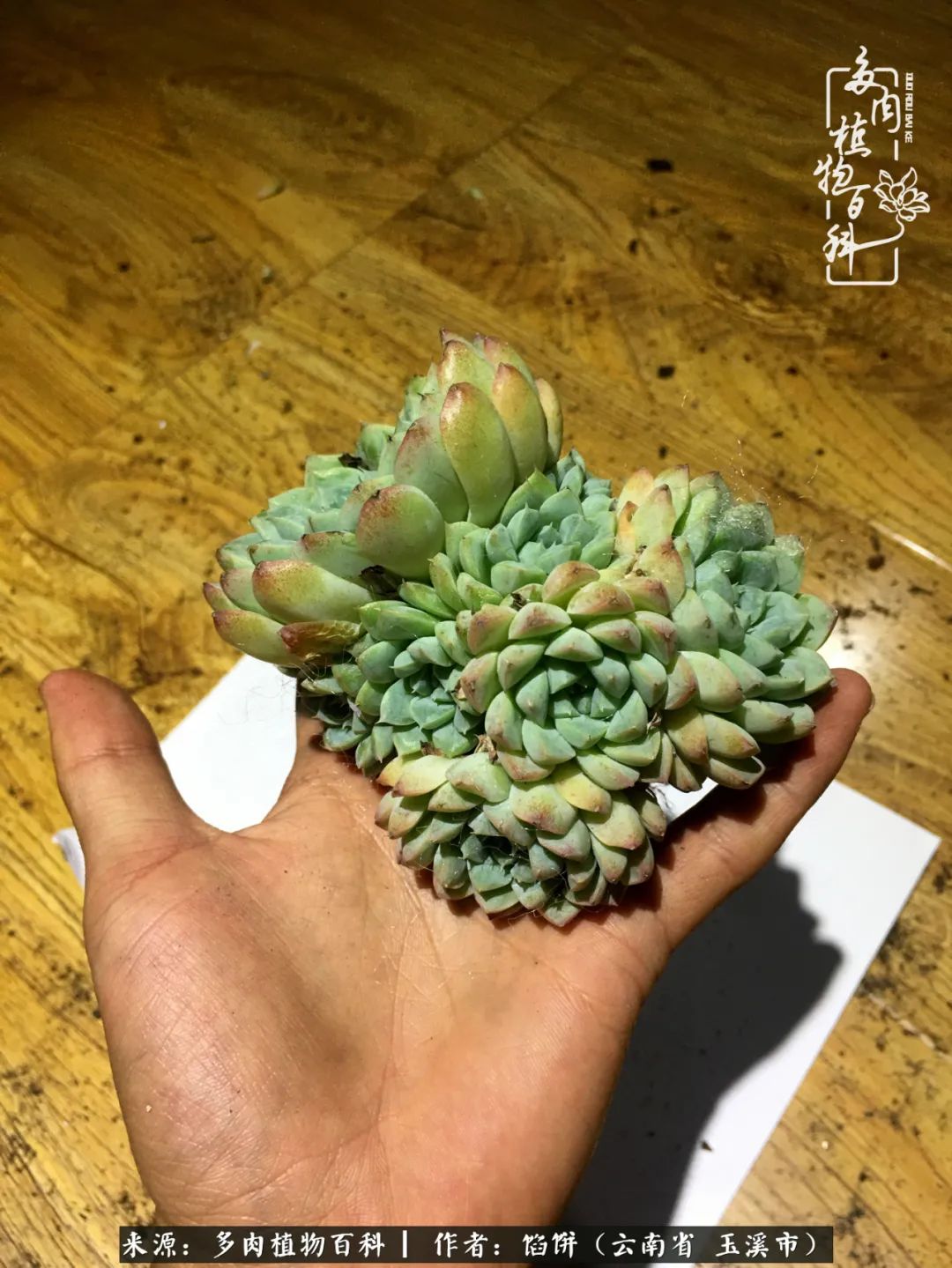 多肉对比图片,多肉对比高清图