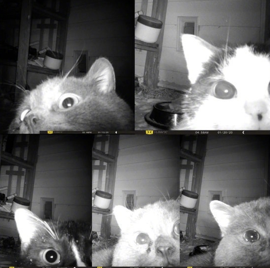 喵星人抓老鼠,喵星人抓老鼠的声音