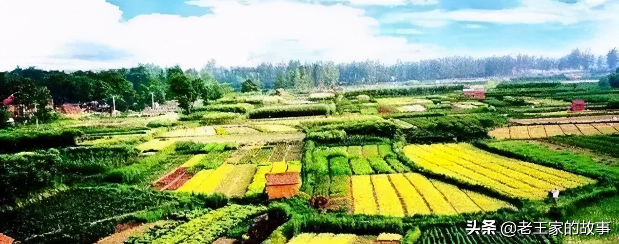 2020年重点农业项目有哪些,2021国家重点扶持的农产品项目