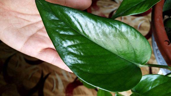 花卉晒伤了怎么处理,绿植晒太阳晒伤了怎么办