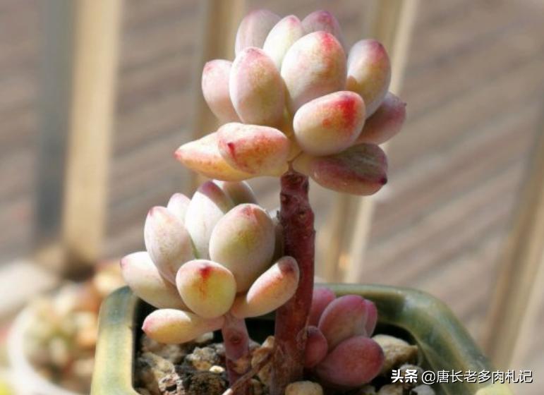 都说多肉漫画汤姆很娇气,我偏偏就不信,夏天也要丢在外面全露养