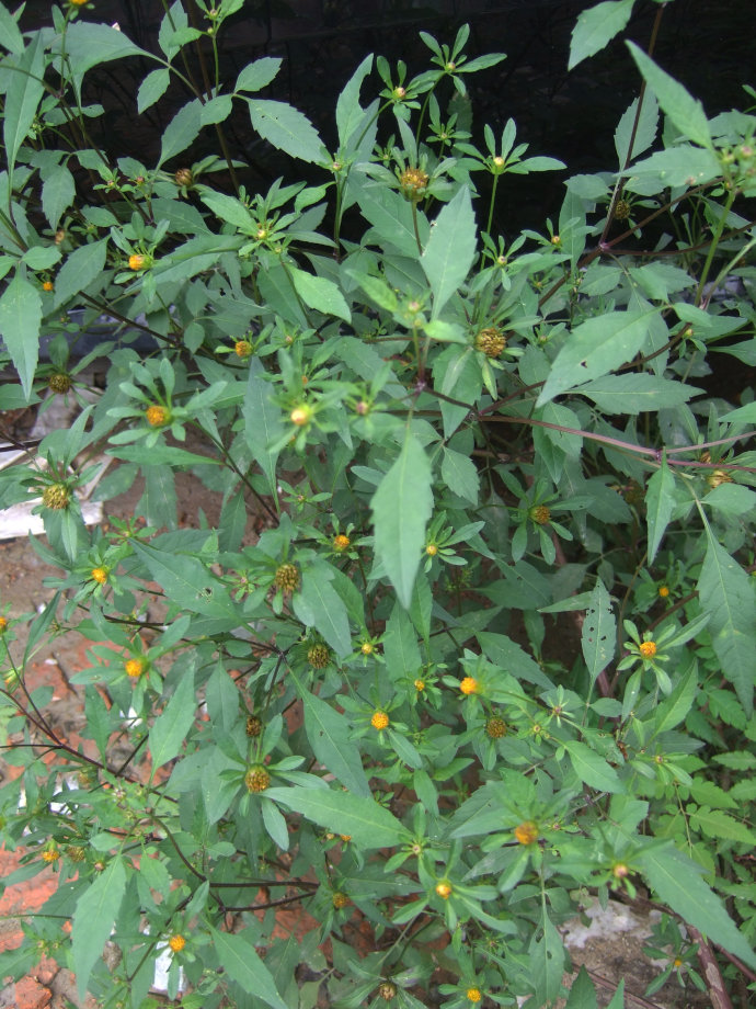 38种常见入侵植物花朵,38种疯狂的入侵植物