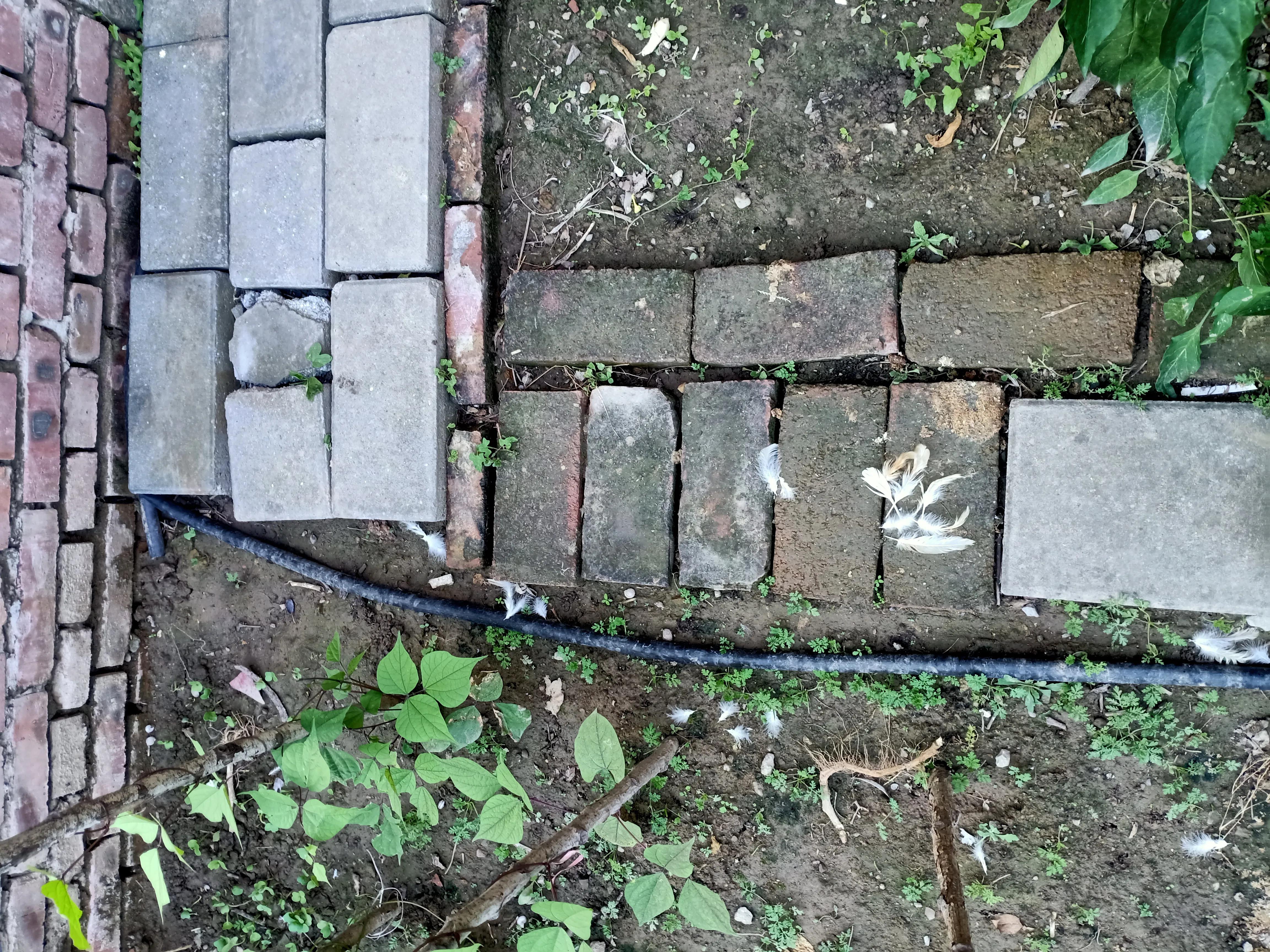 小花鸡丢了电视剧,小母鸡不见了