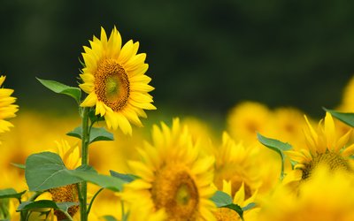 呵护生命之花21天养花日记,向日葵养花日志