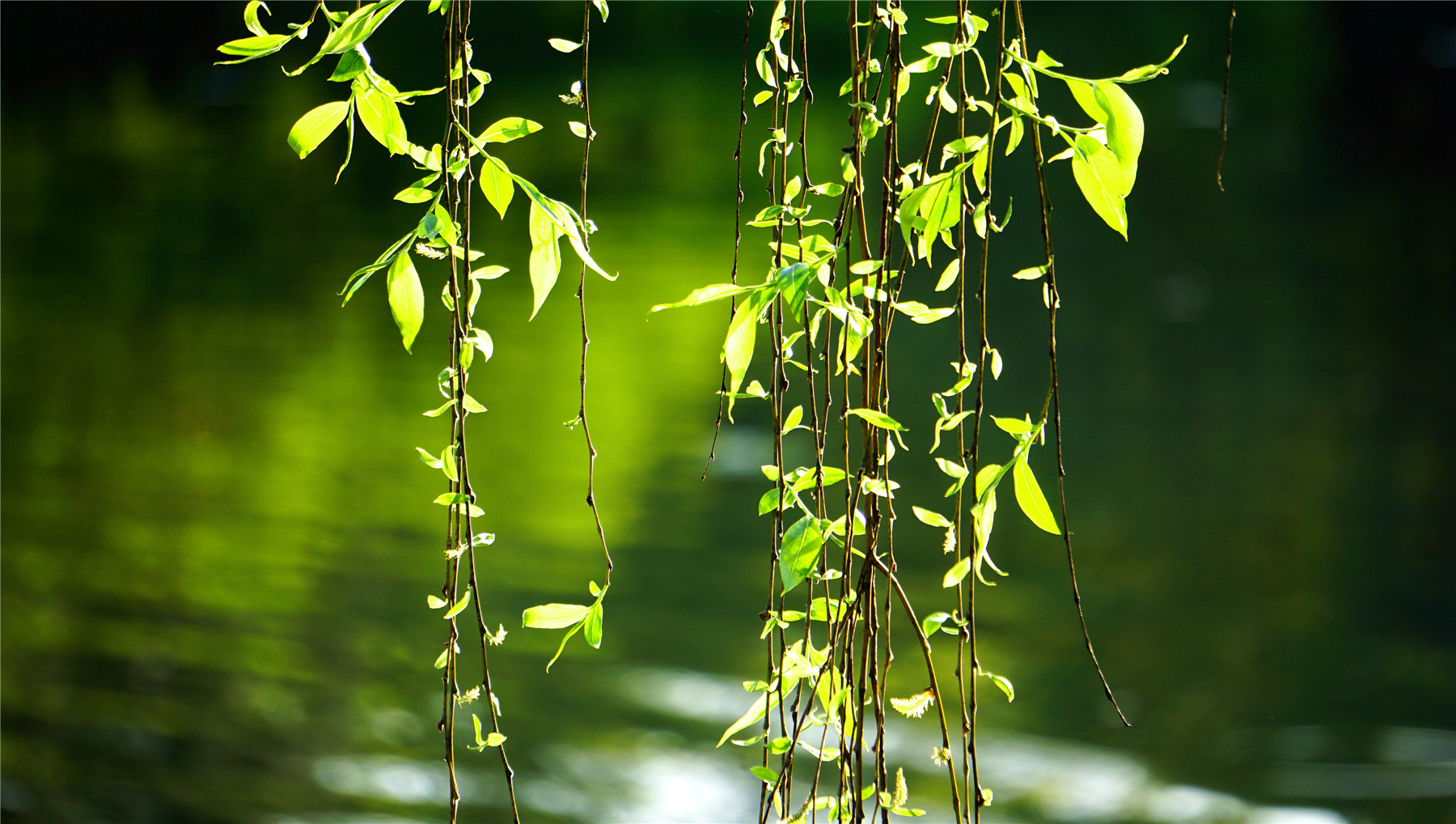 杭州西湖游玩攻略大全,杭州西湖最佳游玩攻略