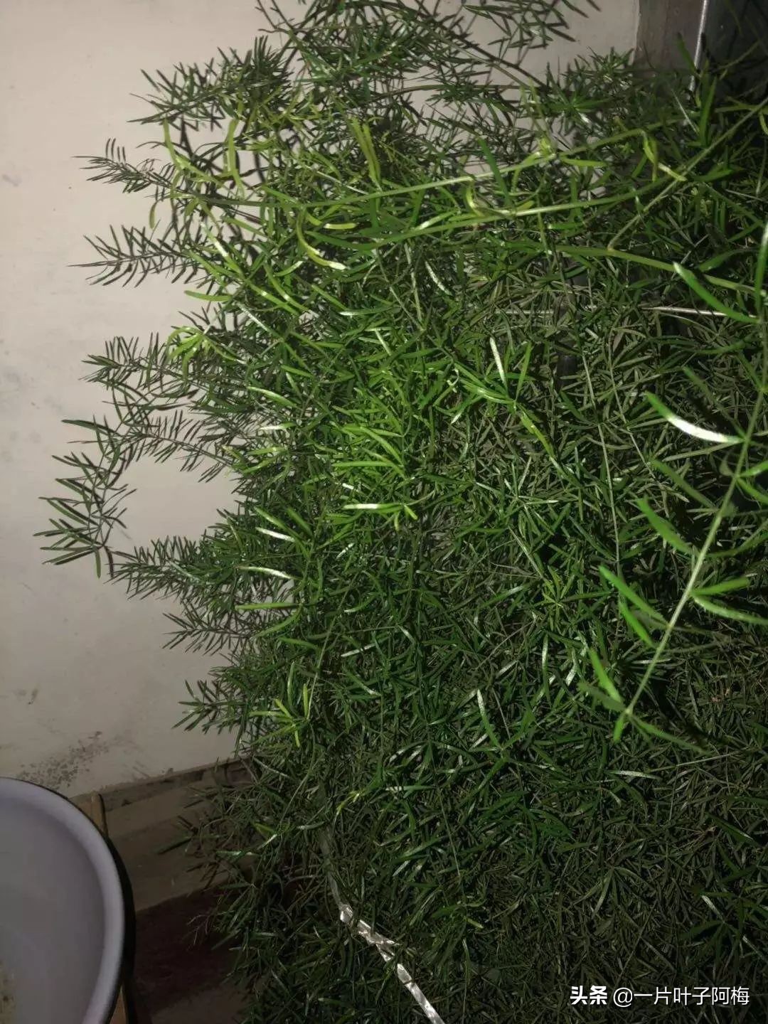 文竹养鱼缸能净化水质吗,文竹盆栽好养吗