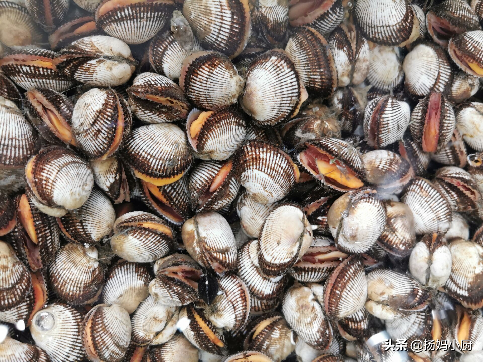 赶海赶的花甲没有海水怎么办,赶海抓的花甲怎么处理