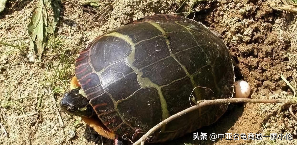 乌龟蛋孵化前需要注意什么,乌龟蛋孵化后期注意事项